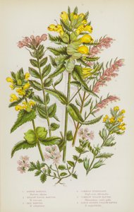 Piante da fiore della Gran Bretagna: Bartisia alpina, Bartisia viscida gialla, Bartisia rossa, Eufrasia comune, Rattaloro comune, Rattaloro cespuglioso grande
