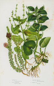 Piante da fiore della Gran Bretagna: Asarabacca, Camemoro nero, Mercuriale perenne, Mercuriale annuale da English School
