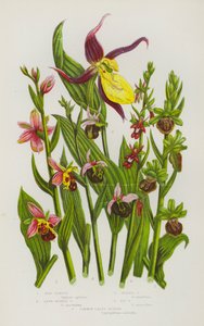 Piante da fiore della Gran Bretagna: Ofride ape, Ofride ragno tardiva, Ofride ragno, Ofride mosca, Pianella della Madonna comune