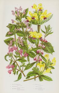 Piante Fiorite della Gran Bretagna: Marrubio Nero, Cardiaca, Canapa Rossa, Canapa Lanosa, Canapa Comune, Canapa a Fiori Grandi