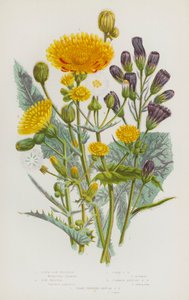 Piante da fiore della Gran Bretagna: Cicoria azzurra, Cicoria, Cicoria di campo, Cicoria comune annuale, Cicoria a frange affilate annuale