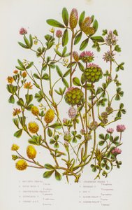 Piante Fiorite della Gran Bretagna: Trifoglio di Boccone, Trifoglio Rigidamente Ruvido, Trifoglio a Testa Liscia, Trifoglio Soffocato, Trifoglio a Testa Erettamente Rotonda, Trifoglio a Testa di Fragola, Trifoglio Inverso, Trifoglio di Luppolo, Trifoglio G