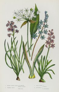 Piante da fiore della Gran Bretagna: Aglio orsino, Scilla verna, Scilla bifolia, Scilla autunnale
