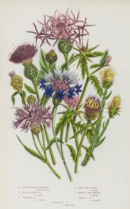 Piante da fiore della Gran Bretagna: Centaurea a raggi marroni, Centaurea discoide nera, Centaurea maggiore, Fiordaliso, Stella di Jersey, Stella comune, Stella gialla (litografia a colori)