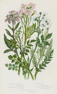 Piante da fiore della Gran Bretagna: Corallo bulbifero, Cardamine a fiori grandi, Cardamine pratense, Cardamine a foglie strette, Cardamine irsuta