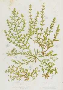 Piante da fiore della Gran Bretagna: Chickweed, Sand Strapwort, Glabrous Rupture Wort, Hairy Rupture Wort, Whorled Knot Grass, Four Leaved All Seed da English School