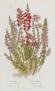 Piante da fiore della Gran Bretagna: Erica ciliata, Erica a foglie incrociate, Erica di Mackay, Erica a foglie di pino, Erica della Cornovaglia, Erica mediterranea, Erica comune (litografia a colori) da English School