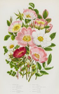 Piante da fiore della Gran Bretagna: Cinnamon Rose, Burnet leaved Rose, Irish Rose, Prickly Unexpanded Rose, Villous Rose, Small-Leaved Sweet Briar, Common Dog-Rose, Trailing Dog-Rose da English School