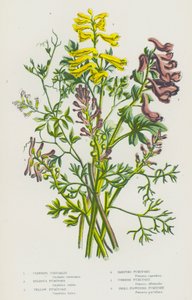 Piante da fiore della Gran Bretagna: Corydalis rampicante, Fumaria bulbosa, Fumaria gialla, Fumaria rampicante, Fumaria comune, Fumaria a piccoli fiori da English School