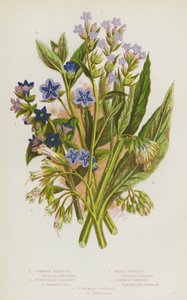 Piante fiorite della Gran Bretagna: Alkanet comune, Alkanet sempreverde, Bugloss piccolo, Consolida maggiore, Consolida tuberosa (litografia a colori)