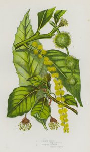 Piante da fiore della Gran Bretagna: Faggio comune, Castagno spagnolo da English School