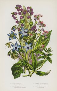 Piante Fiorite della Gran Bretagna: Borragine Comune, Madwort Tedesco, Lingua di Cane Comune, Lingua di Cane a Foglie Verdi