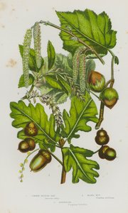 Piante da fiore della Gran Bretagna: Quercia britannica comune, Nocciolo, Carpino
