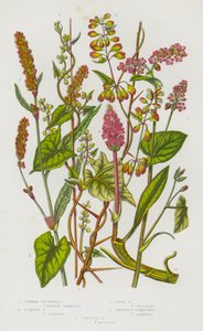 Piante da fiore della Gran Bretagna: Grano saraceno comune, Grano saraceno rampicante, Grano saraceno dei boschi, Polygonum amphibium, Polygonum maculatum