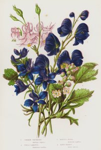 Piante da fiore della Gran Bretagna: Aquilegia comune, Speronella dei campi, Aconito, Actaea da English School