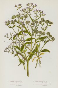 Piante da fiore della Gran Bretagna: Valerianella comune, Valerianella carinata, Valerianella a frutto acuto, Valerianella a frutto liscio da English School