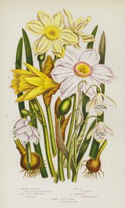 Piante Fiorite della Gran Bretagna: Narciso Comune, Narciso del Poeta, Narciso Pallido, Bucaneve, Fiocco di Neve Estivo da English School