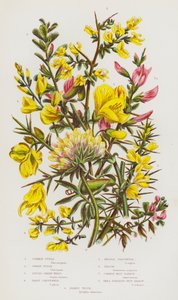 Piante da fiore della Gran Bretagna: Ginestra comune, Ginestra nana, Ginestra dei tintori, Ginestra pelosa, Ginestra ad ago, Ginestra, Ononide comune, Ononide piccola diffusa, Vetturina da English School