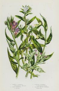 Piante fiorite della Gran Bretagna: Gromwell comune, Gromwell di mais, Gromwell strisciante, Gromwell liscio di mare (litografia a colori) da English School