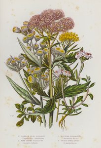 Piante fiorite della Gran Bretagna: Agrimonia comune, Goldilocks a foglia di lino, Everlasting di montagna, Everlasting perlato (litografia a colori) da English School