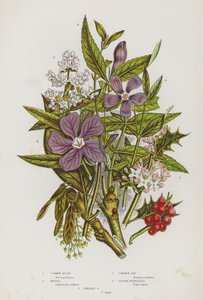 Piante fiorite della Gran Bretagna: Agrifoglio comune, Ligustro, Frassino comune, Pervinca minore, Pervinca maggiore (litografia a colori)