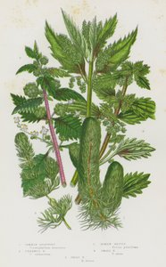 Piante da fiore della Gran Bretagna: Ceratophyllum demersum, Ceratophyllum submersum, Urtica pilulifera, Urtica urens, Urtica dioica da English School