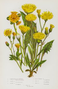 Piante da fiore della Gran Bretagna: Pilosella comune, Pilosella arancione, Pilosella alpina, Pilosella a testa nera, Pilosella pallida, Pilosella dei muri, Pilosella dei boschi da English School