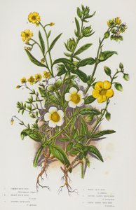 Piante da fiore della Gran Bretagna: Eliantemo comune, Eliantemo grigio, Eliantemo maculato, Eliantemo bianco, Eliantemo a foglie punteggiate, Eliantemo a foglie di ledum