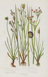 Piante da fiore della Gran Bretagna: Giunco comune, Giunco marino minore, Giunco fiorito appuntito, Giunco alpino raggruppato, Giunco rospo, Giunco a due fiori, Giunco a tre fiori da English School