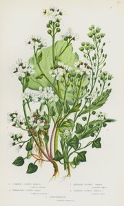 Piante da fiore della Gran Bretagna: Erba scorbuto comune, Erba scorbuto della Groenlandia, Erba scorbuto inglese, Erba scorbuto danese, Rafano da English School