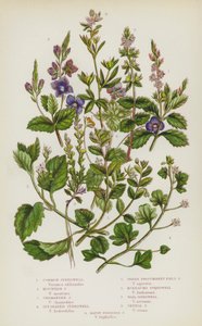 Piante da fiore della Gran Bretagna: Veronica comune, Veronica montana, Veronica germandrea, Veronica a foglie di edera, Veronica verde prostrata, Veronica di Buxbaum, Veronica di muro, Veronica primaverile, Veronica a dita smussate