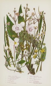 Piante da fiore della Gran Bretagna: Stella comune, Piantaggine d