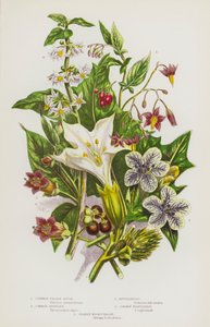 Piante Fiorite della Gran Bretagna: Stramonio Comune, Giusquiamo Comune, Dulcamara, Belladonna