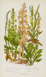 Piante da fiore della Gran Bretagna: Neottia comune, Neottia a foglie cuoriformi, Nido d