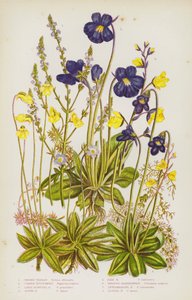 Piante da fiore della Gran Bretagna: Verbena comune, Pinguicola comune, Pinguicola a fiori grandi, Pinguicola alpina, Pinguicola pallida, Utricularia maggiore, Utricularia intermedia, Utricularia minore (litografia a colori) da English School