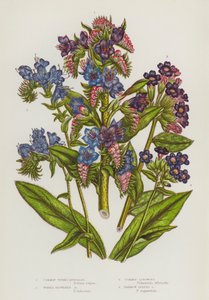 Piante da fiore della Gran Bretagna: Buglossa comune, Buglossa a fiori viola, Polmonaria comune, Polmonaria a foglie strette (litografia a colori)