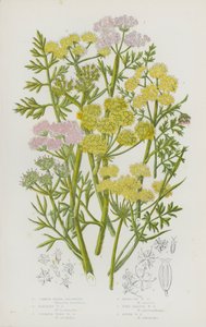 Piante da fiore della Gran Bretagna: Finocchio d