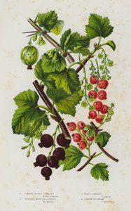 Piante da fiore della Gran Bretagna: Ribes rubrum, Ribes alpinum, Ribes nigrum, Ribes uva-crispa