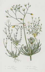 Piante da fiore della Gran Bretagna: Speronella dei campi, Speronella annodata, Speronella perlacea, Speronella a forma di punteruolo da English School