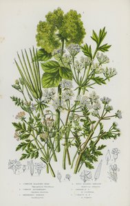 Piante da fiore della Gran Bretagna: Semi di vescica della Cornovaglia, Alessandria comune, Ago del pastore, Prezzemolo selvatico, Prezzemolo da giardino, Prezzemolo comune (litografia a colori) da English School