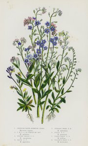 Piante da fiore della Gran Bretagna: Erba scorpione d