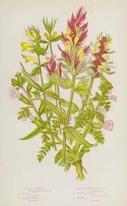 Piante Fiorite della Gran Bretagna: Grano Crestato, Grano Viola, Grano Giallo Comune, Grano Giallo a Fiore Piccolo, Pedicolare di Palude, Pedicolare di Pascolo da English School