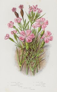 Piante da fiore della Gran Bretagna: Dianthus armeria, Dianthus prolifer, Dianthus caryophyllus, Dianthus deltoides, Dianthus deltoides da English School