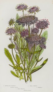 Piante da fiore della Gran Bretagna: Scabiosa del diavolo, Piccola scabiosa, Knautia dei campi (litografia a colori) da English School