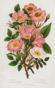 Piante da fiore della Gran Bretagna: Rosa di Dickson, Rosa nana a frutti rossi, Rosa leggermente profumata, Rosa vera dolce, Rosa canina a stili chiusi