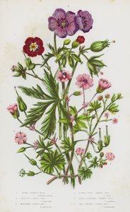 Piante da fiore della Gran Bretagna: Geranium phaeum, Geranium pratense, Geranium sylvaticum, Geranium molle, Geranium pusillum, Geranium columbinum
