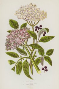 Piante da fiore della Gran Bretagna: Sambuco nano, Sambuco comune