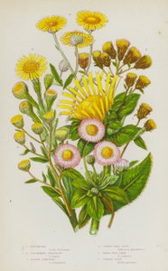 Piante Fiorite della Gran Bretagna: Enula Campana, Spikenard del Contadino, Samphire Dorato, Pulicaria Comune, Pulicaria Piccola, Margherita Comune