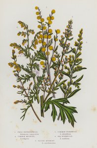 Piante da fiore della Gran Bretagna: Artemisia campestre, Artemisia comune, Assenzio comune, Assenzio marino, Artemisia blu
