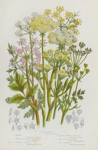 Piante da fiore della Gran Bretagna: Prezzemolo dei pazzi, Finocchio, Sassifraga di montagna, Levistico scozzese, Sassifraga di prato, Meu o Bald-Money, Camphire di mare